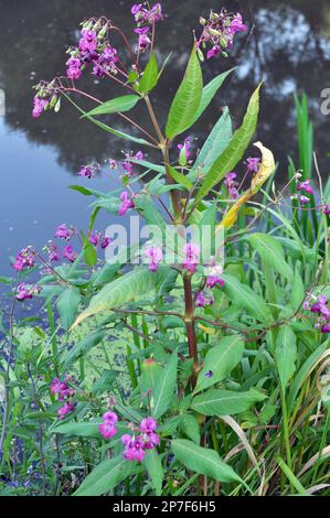 Impatiens glandulifera wächst in freier Wildbahn am Ufer eines Reservoirs Stockfoto