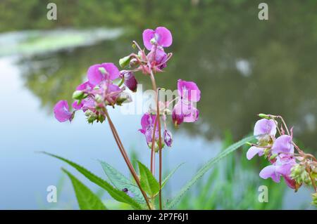 Impatiens glandulifera wächst in freier Wildbahn am Ufer eines Reservoirs Stockfoto