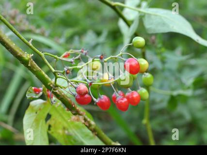 Solanum Bitter (Solanum dulcamara) wächst in freier Wildbahn Stockfoto