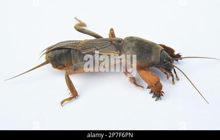 Ein Insektenschädling Gryllotalpa gryllotalpa, der viele Pflanzen im Boden schädigt Stockfoto