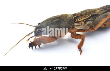 Ein Insektenschädling Gryllotalpa gryllotalpa, der viele Pflanzen im Boden schädigt Stockfoto