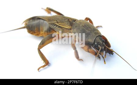 Ein Insektenschädling Gryllotalpa gryllotalpa, der viele Pflanzen im Boden schädigt Stockfoto