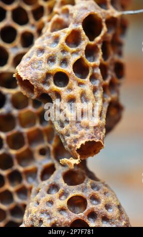 Eine offene Königin-Kammer, aus der eine neugeborene Bienenkönigin hervorging Stockfoto