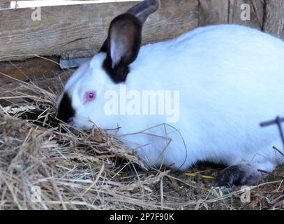 Schwangere weibliche Kaninchen aus Kalifornien mit Heu in den Zähnen zum Nisten vor der Geburt des Babys Stockfoto