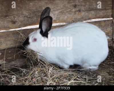 Schwangere weibliche Kaninchen aus Kalifornien mit Heu in den Zähnen zum Nisten vor der Geburt des Babys Stockfoto