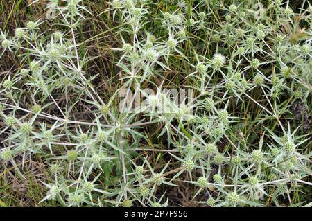 In der Wildnis wächst eine Distel Eryngium Campestre Stockfoto