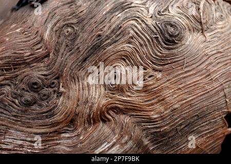 Trockene Baumrinde. Natürliches Muster auf dem Baumstamm. Braune natürliche Textur Stockfoto