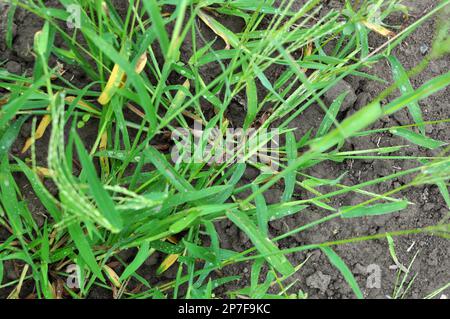 In der Wildnis wächst Digitaria sanguinalis auf dem Feld wie ein Unkraut Stockfoto