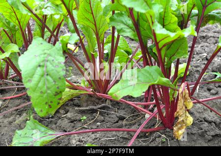 Rote Tafelrüben wachsen in offenem organischen Boden Stockfoto