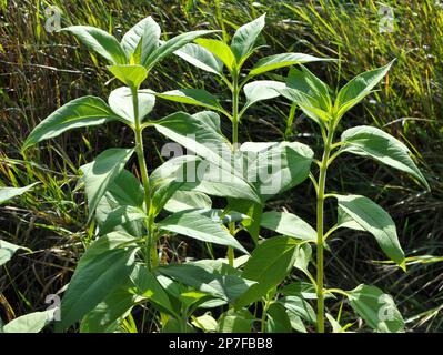 Die Jerusalem-Artischocke (Helianthus tuberosus) wächst auf offenem Boden im Garten Stockfoto