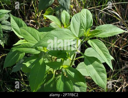 Die Jerusalem-Artischocke (Helianthus tuberosus) wächst auf offenem Boden im Garten Stockfoto