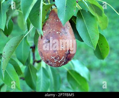 Birnenfrüchte sind mit dem Pilz Monilinia fructigena infiziert Stockfoto