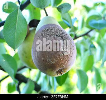 Birnenfrüchte sind mit dem Pilz Monilinia fructigena infiziert Stockfoto