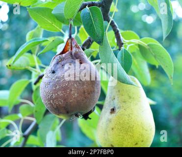 Birnenfrüchte sind mit dem Pilz Monilinia fructigena infiziert Stockfoto