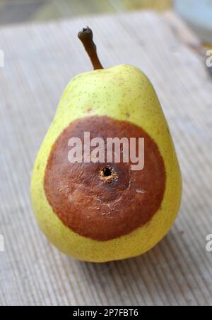 Birnenfrüchte sind mit dem Pilz Monilinia fructigena infiziert Stockfoto