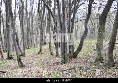 Im Wald wächst Massivholz Stockfoto