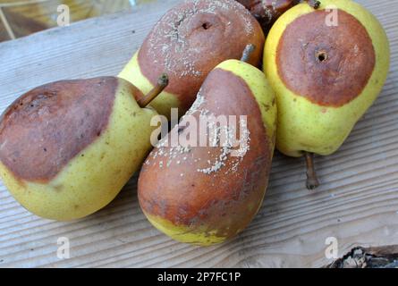 Birnenfrüchte sind mit dem Pilz Monilinia fructigena infiziert Stockfoto