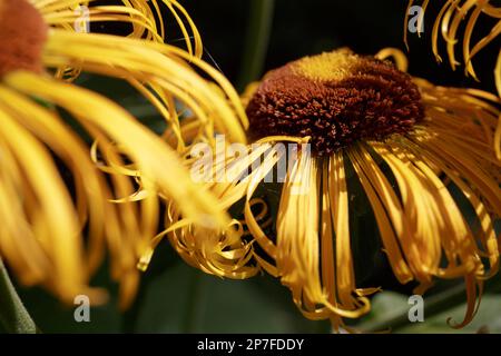 Verwelkende Rudbeckia. Blassende Blütenblätter frischer Blumen im Sonnenlicht. Rudbeckia mit gelben Blumen blüht im Garten Stockfoto