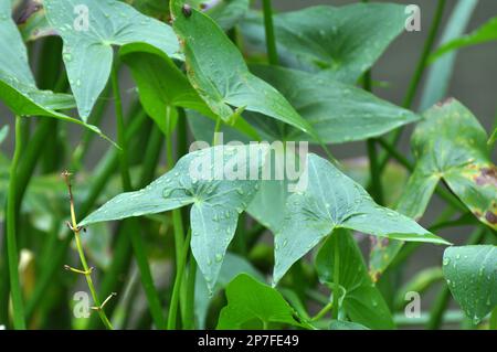 Die wilde Wasserpflanze Sagittaria sagittifolia wächst in langsam fließendem Wasser Stockfoto