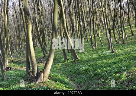 Im Wald wächst Massivholz Stockfoto