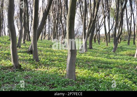 Im Wald wächst Massivholz Stockfoto