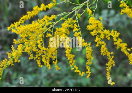 Solidago canadensis blüht im Spätsommer wild in der Natur Stockfoto