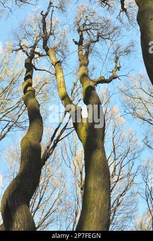 Im Wald wächst Massivholz Stockfoto