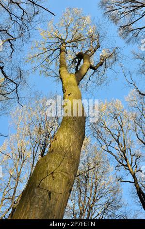 Im Wald wächst Massivholz Stockfoto