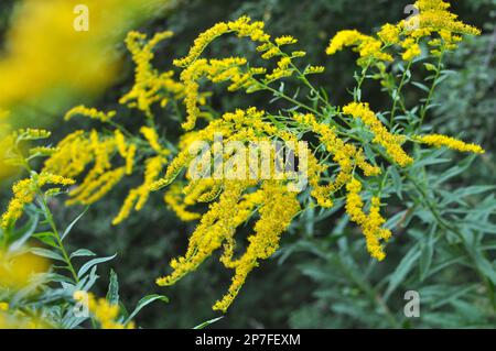 Solidago canadensis blüht im Spätsommer wild in der Natur Stockfoto