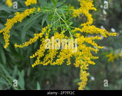 Solidago canadensis blüht im Spätsommer wild in der Natur Stockfoto