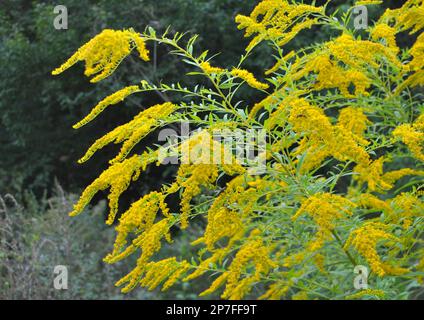 Solidago canadensis blüht im Spätsommer wild in der Natur Stockfoto