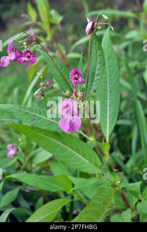 Impatiens glandulifera wächst in freier Wildbahn am Ufer eines Reservoirs Stockfoto