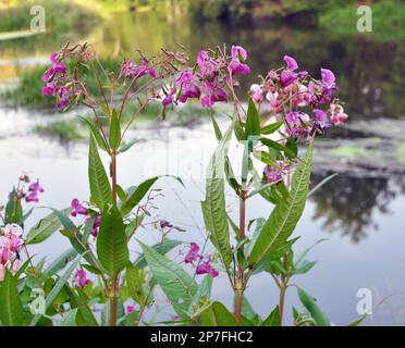 Impatiens glandulifera wächst in freier Wildbahn am Ufer eines Reservoirs Stockfoto