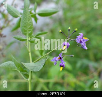 Solanum Bitter (Solanum dulcamara) wächst in freier Wildbahn Stockfoto