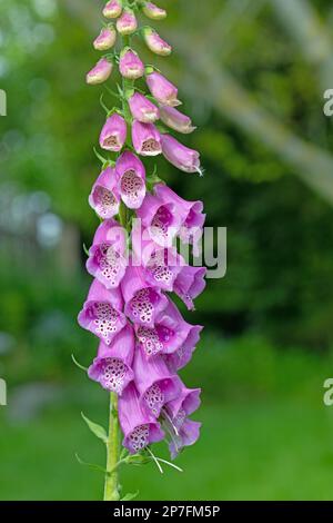 Blühender roter Fuchshandschuh, Digitalis purpurea, im Wald Stockfoto