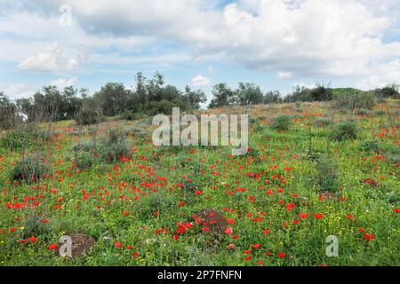 Schönes Feld mit roten Anemonen in Israel Stockfoto