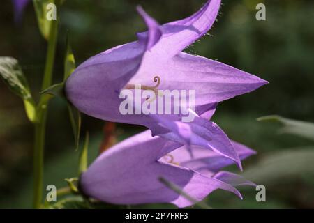 Glockenblumen. Lila, offene Blüten von wildem Bluebell aus nächster Nähe. Umrissleuchte. Natürliche Sonnenbeleuchtung von Blumen Stockfoto