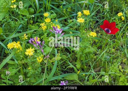 Rote Anemonen zeigen einen Hintergrund mit grünem Gras im Norden Israels Stockfoto