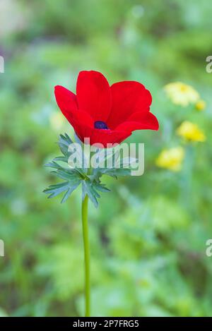 Rote Anemonen zeigen einen Hintergrund mit grünem Gras im Norden Israels Stockfoto