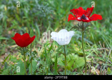 Rote Anemonen zeigen einen Hintergrund mit grünem Gras im Norden Israels Stockfoto