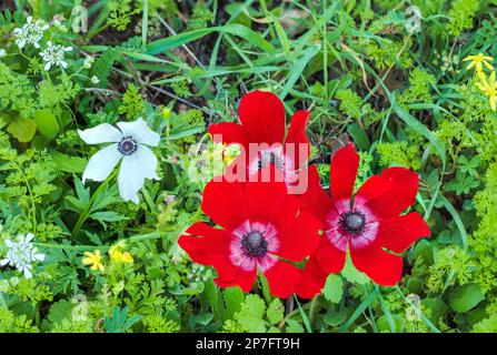 Rote Anemonen zeigen einen Hintergrund mit grünem Gras im Norden Israels Stockfoto