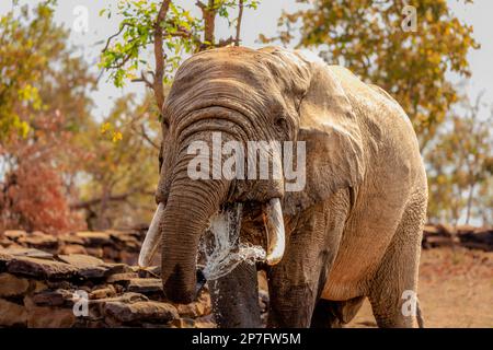 ein afrikanischer Buschelefant trinkt einen Brunnen Wasser aus dem Stamm mit Blick auf Kopf und Schultern des zaina Lodge Mole National Park ghana Stockfoto