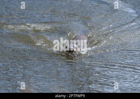Otter- Lutra lutra schwimmt. Stockfoto