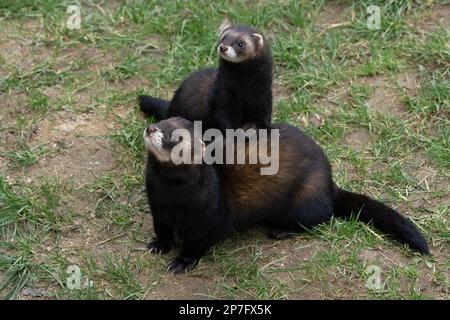 Mutter Polecat – Mustela putorius mit Kit. Stockfoto