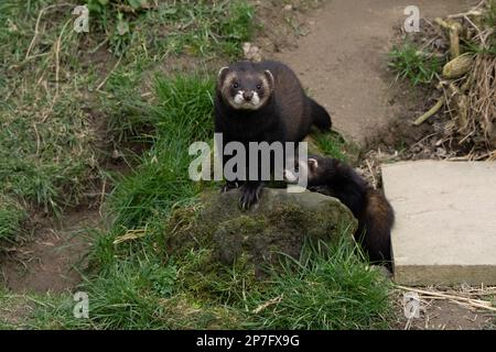 Mutter Polecat – Mustela putorius mit Kit. Stockfoto