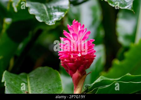 Eine Nahaufnahme tropischer, rosafarbener Ingwerlilie-Blüten, umgeben von grünen Blättern. Stockfoto