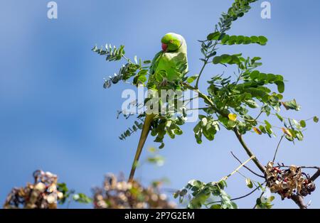 Rosengranzsittich, hoch oben in einem Baum, der sich im blauen Himmel und im Sonnenlicht erhebt. Stockfoto