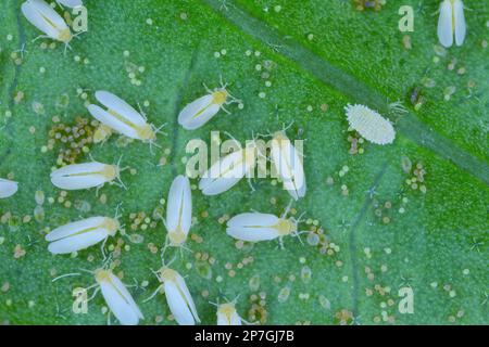 Wattebausch (Bemisia tabaci), Erwachsene, Eier und Larven auf der Blattunterseite. Stockfoto