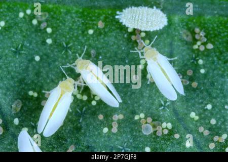 Wattebausch (Bemisia tabaci), Erwachsene, Eier und Larven auf der Blattunterseite. Stockfoto