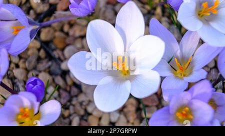 Verschiedene farbige Krokusse. Blumen im Blumenbeet im Frühling, die in der Sonne blühen. Die schönsten Frühlingsblumen Stockfoto